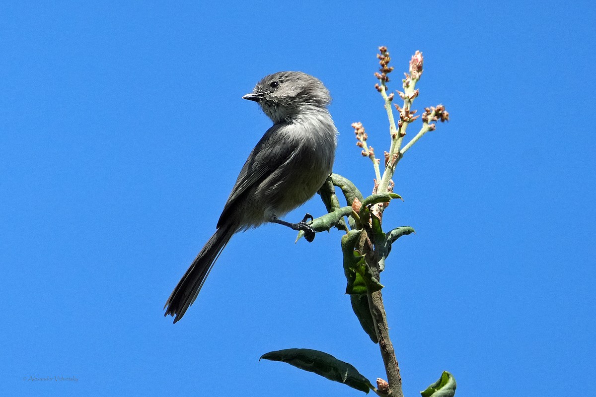 Bushtit - ML642886747