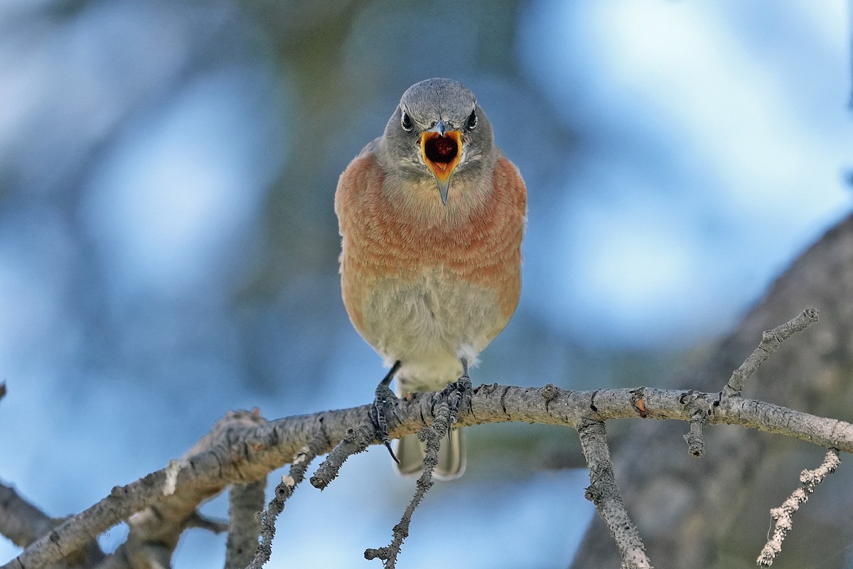Western Bluebird - ML642886752