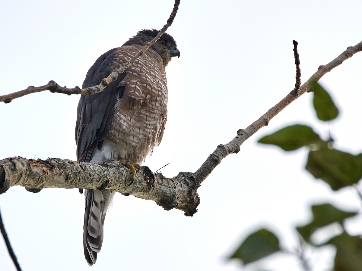 Cooper's Hawk - ML642886767