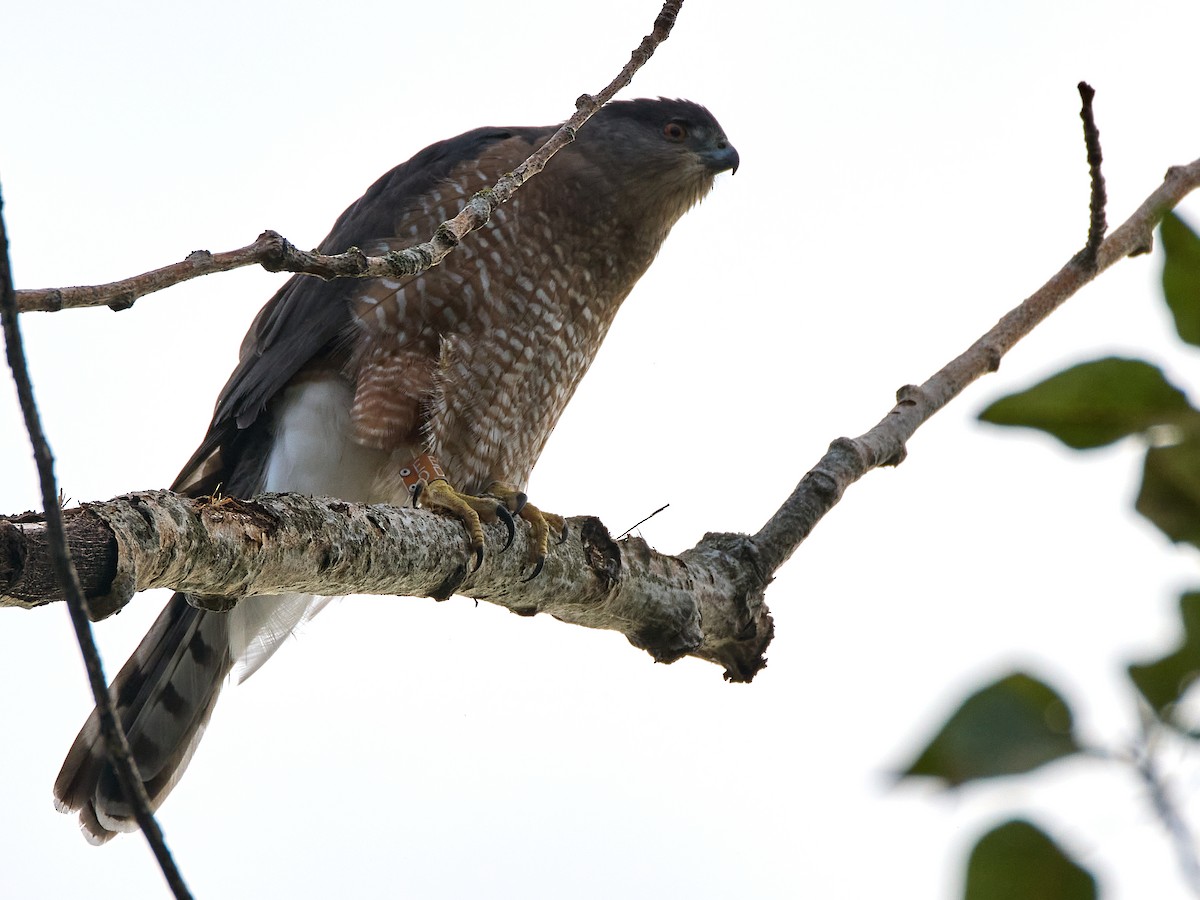 Cooper's Hawk - ML642886769