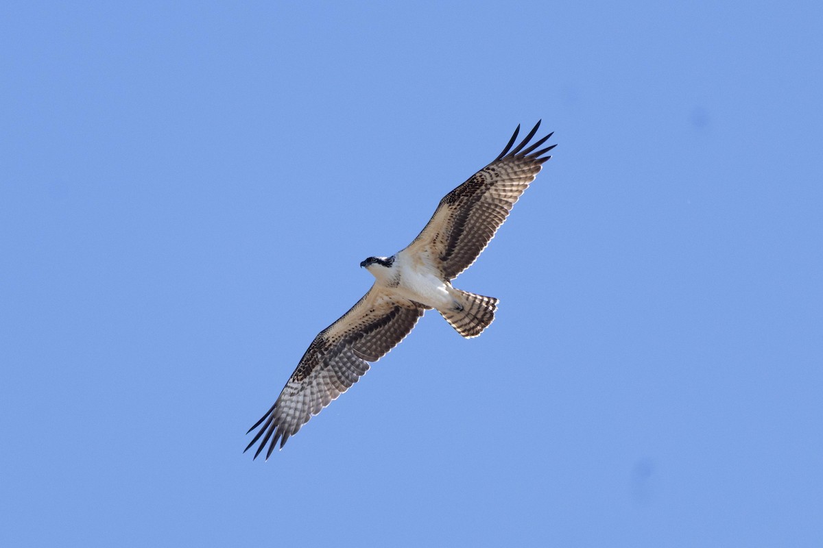 Balbuzard pêcheur - ML642886779