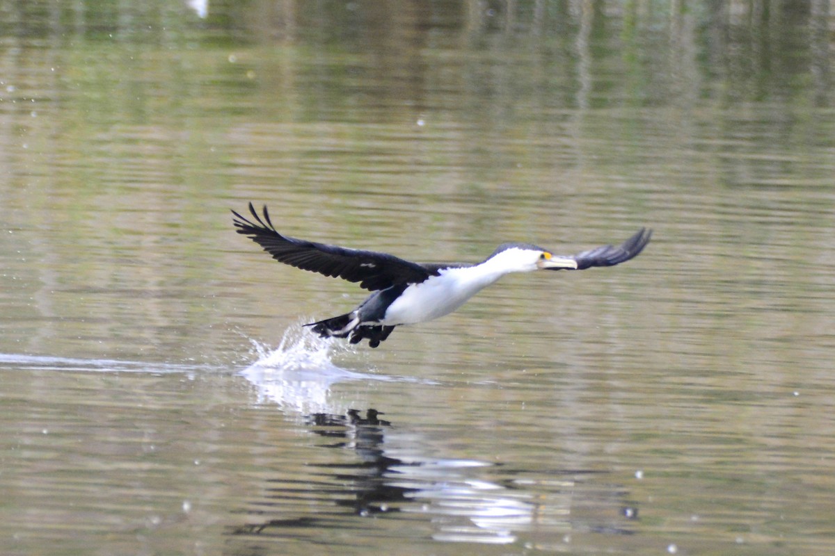 Cormoran varié - ML642886793