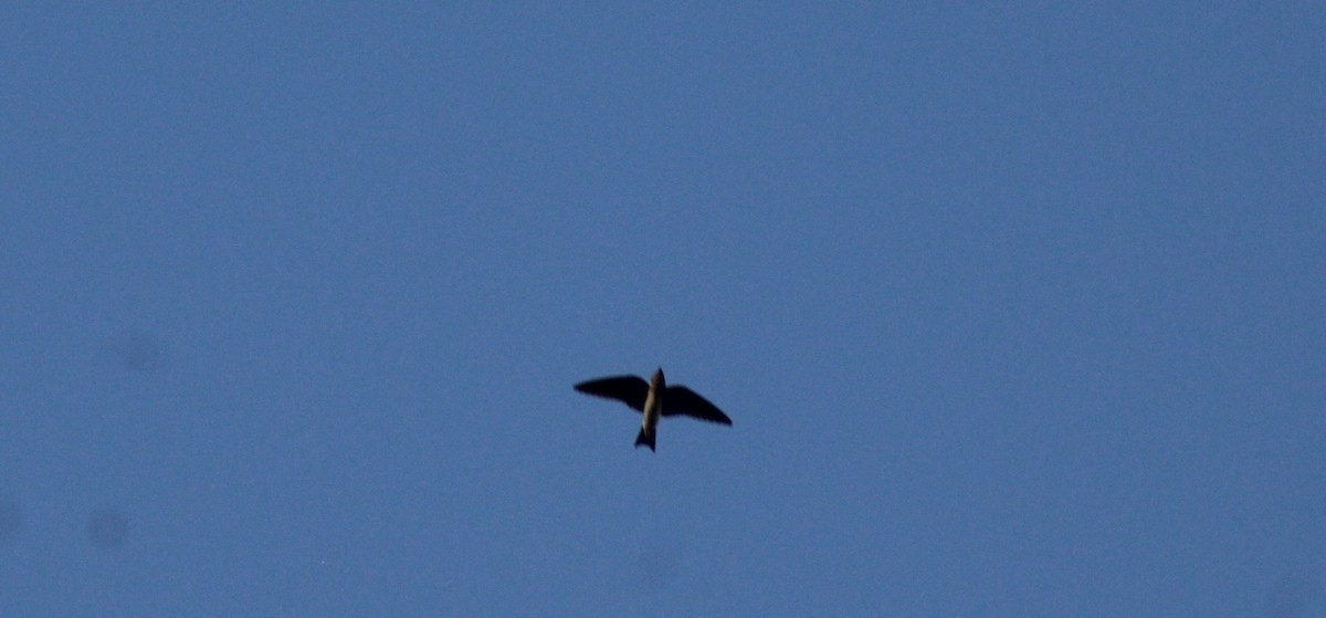 Hirondelle rustique - ML642886798
