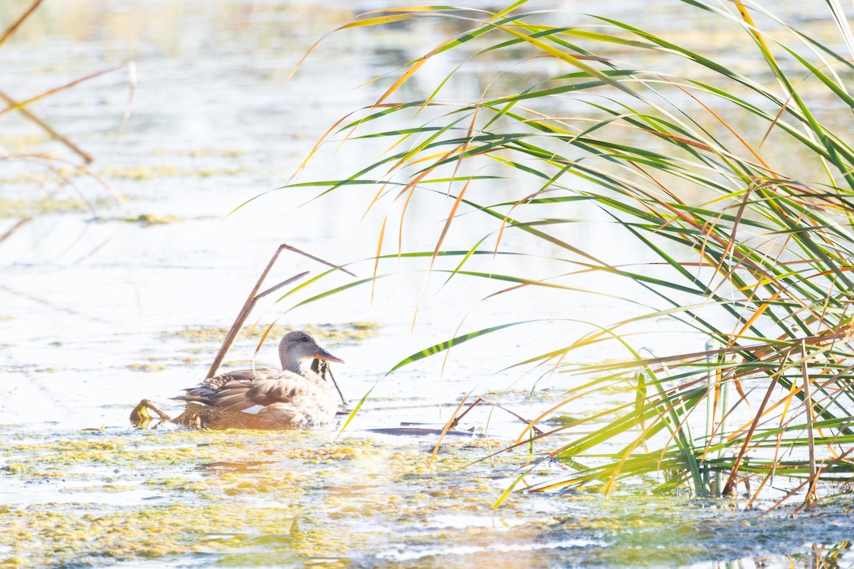 Canard chipeau - ML642886805