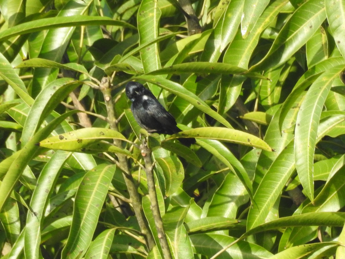 Blue-black Grassquit - ML642886817
