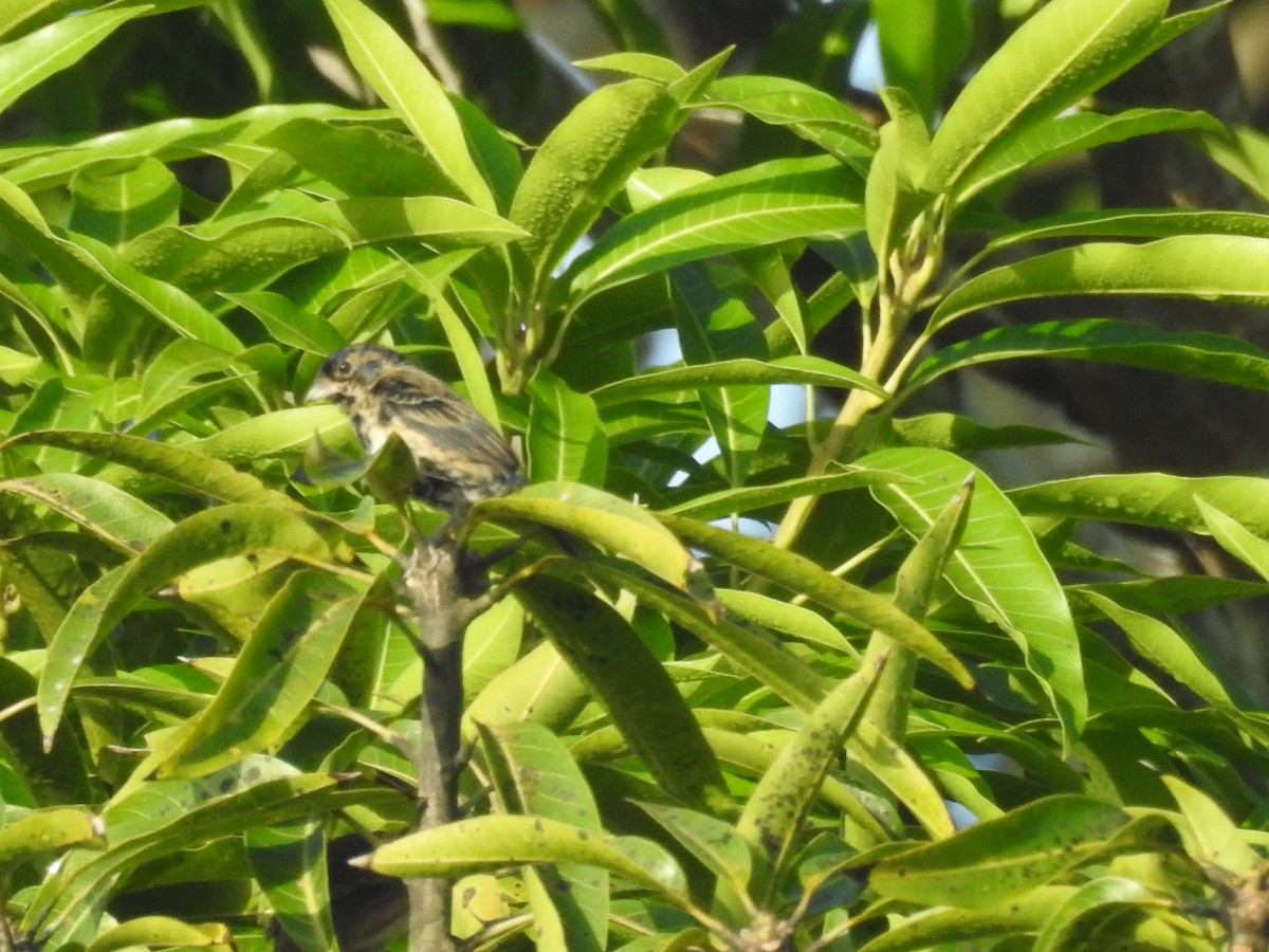 Blue-black Grassquit - ML642886818