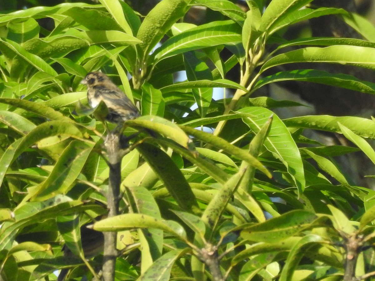Blue-black Grassquit - ML642886819