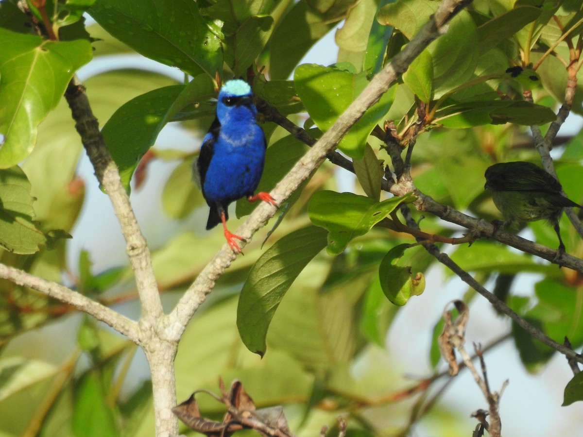 Red-legged Honeycreeper - ML642886826