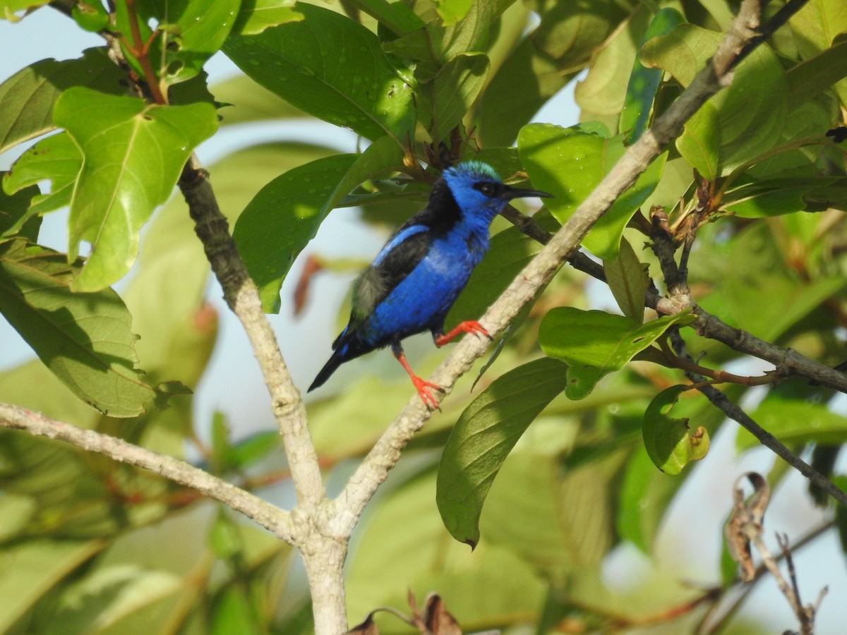 Red-legged Honeycreeper - ML642886827