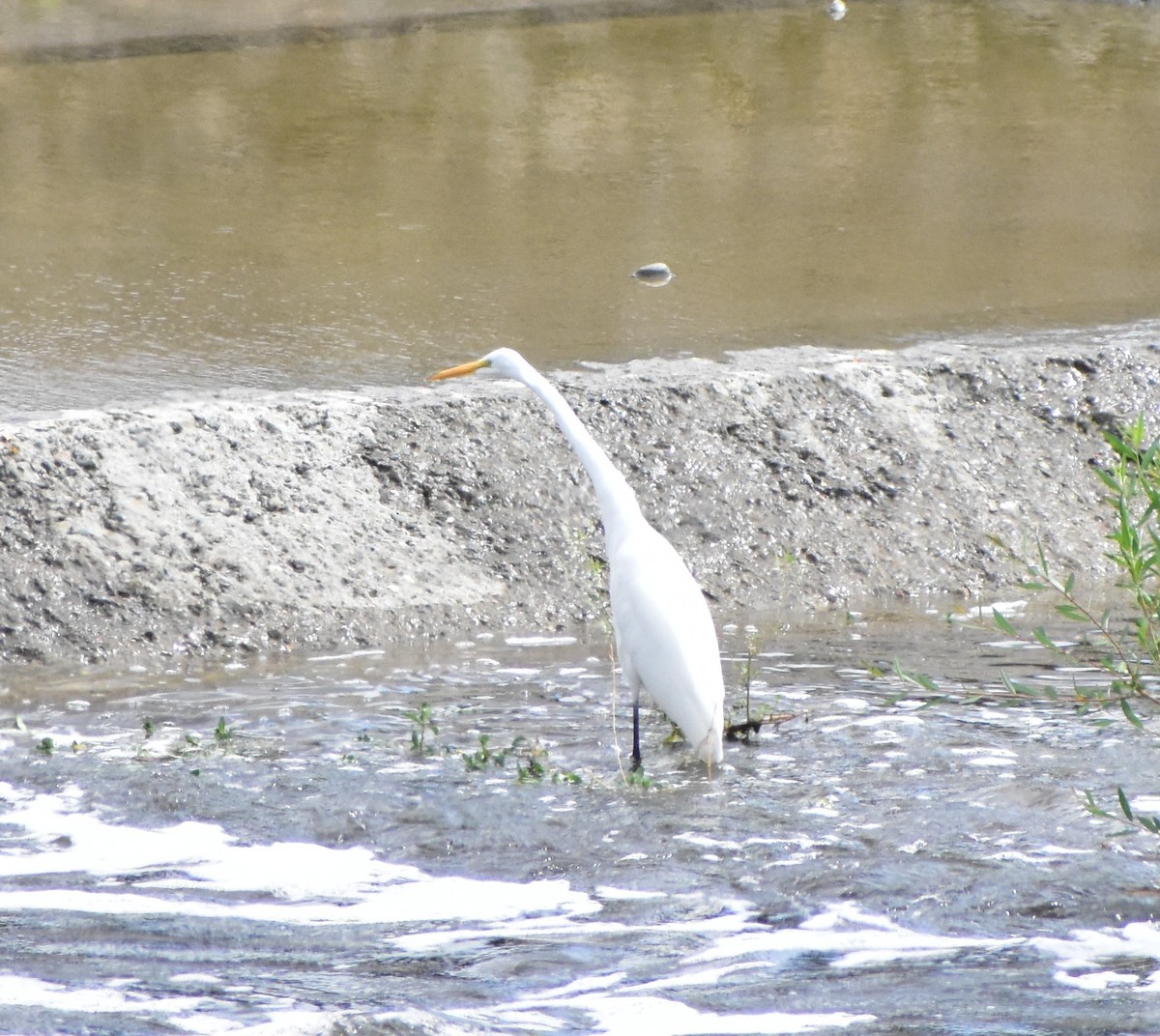 egretthegre - ML642886866