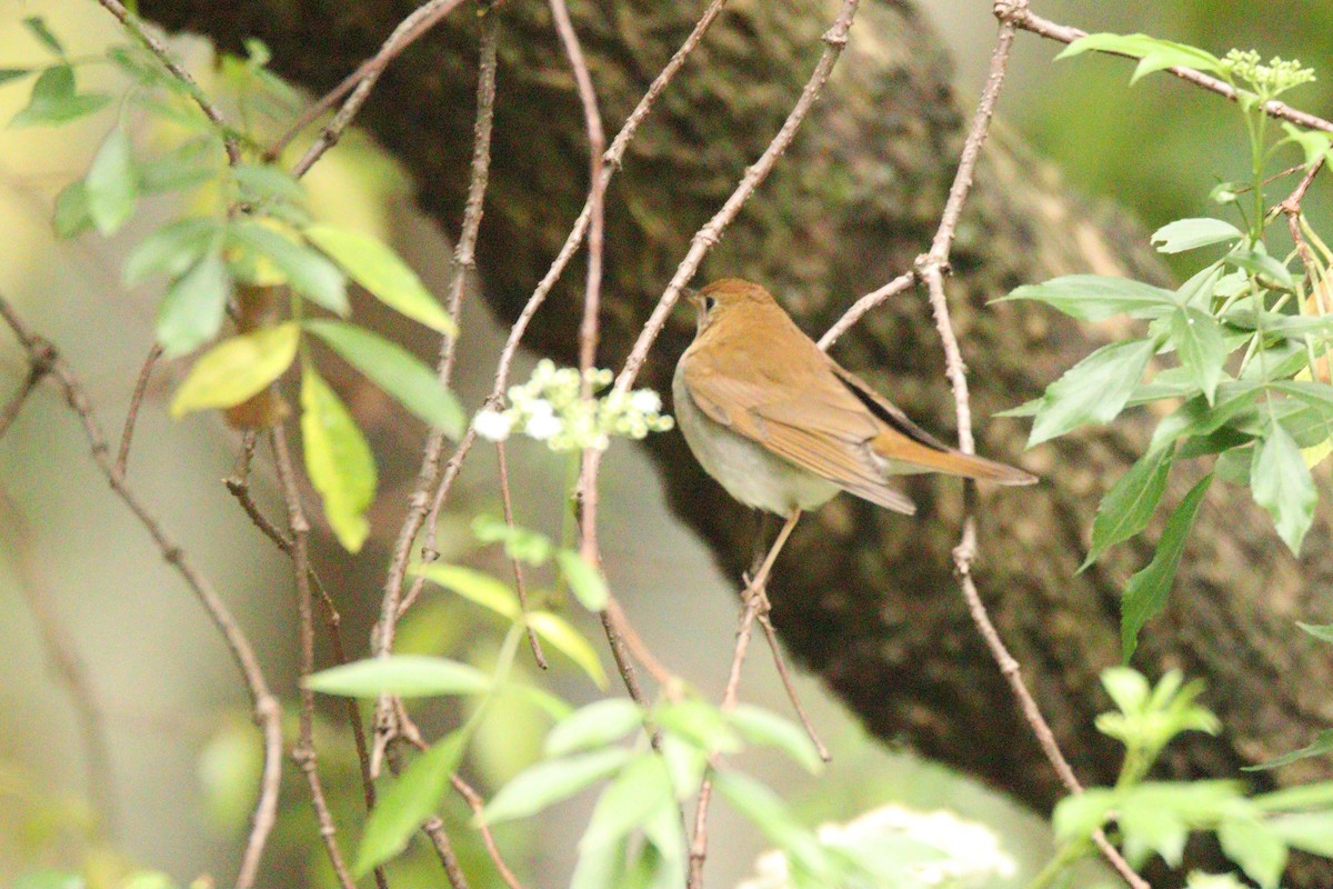 Veery - ML642886878