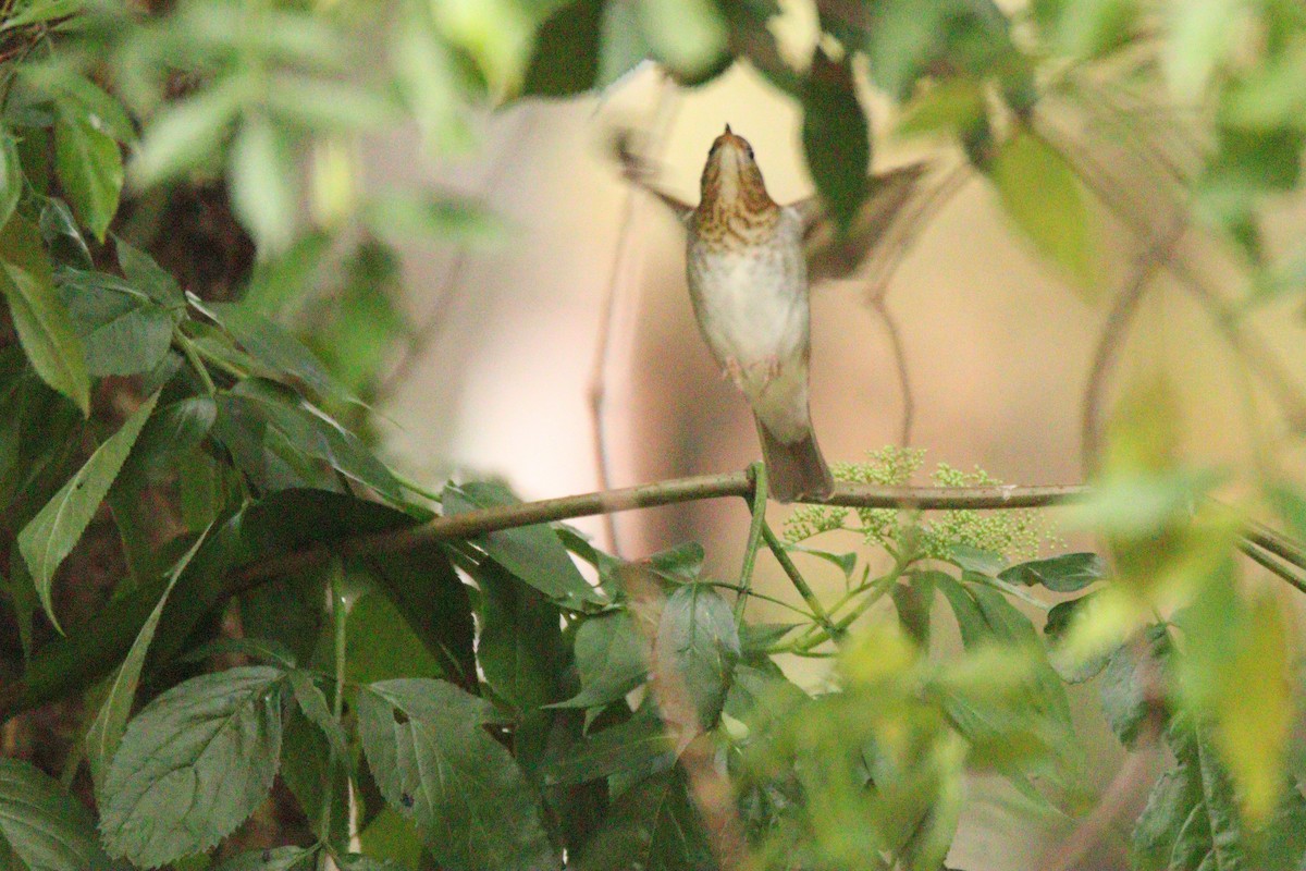 Veery - ML642886879