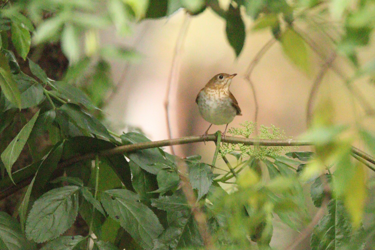 Veery - ML642886880