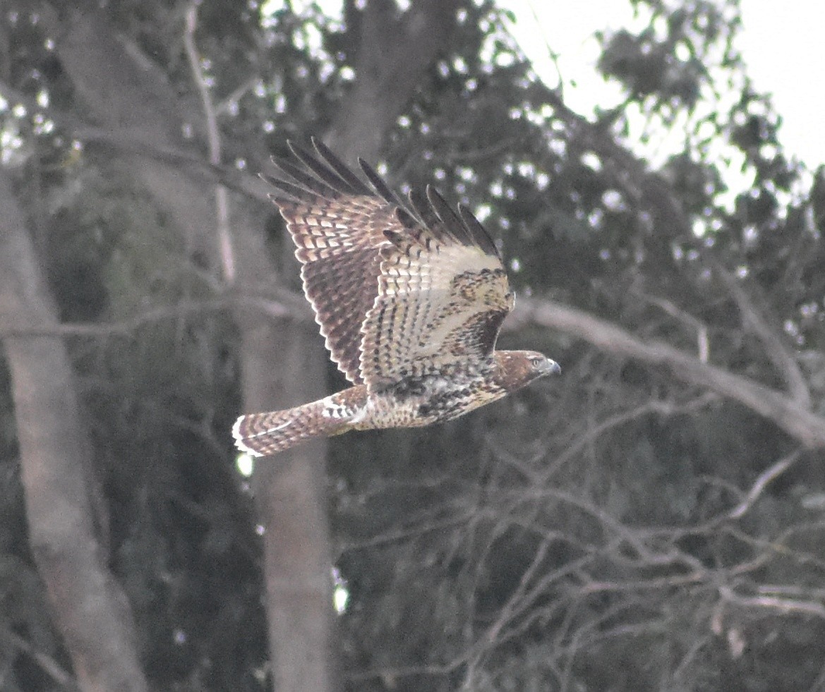 Red-tailed Hawk - ML642886906
