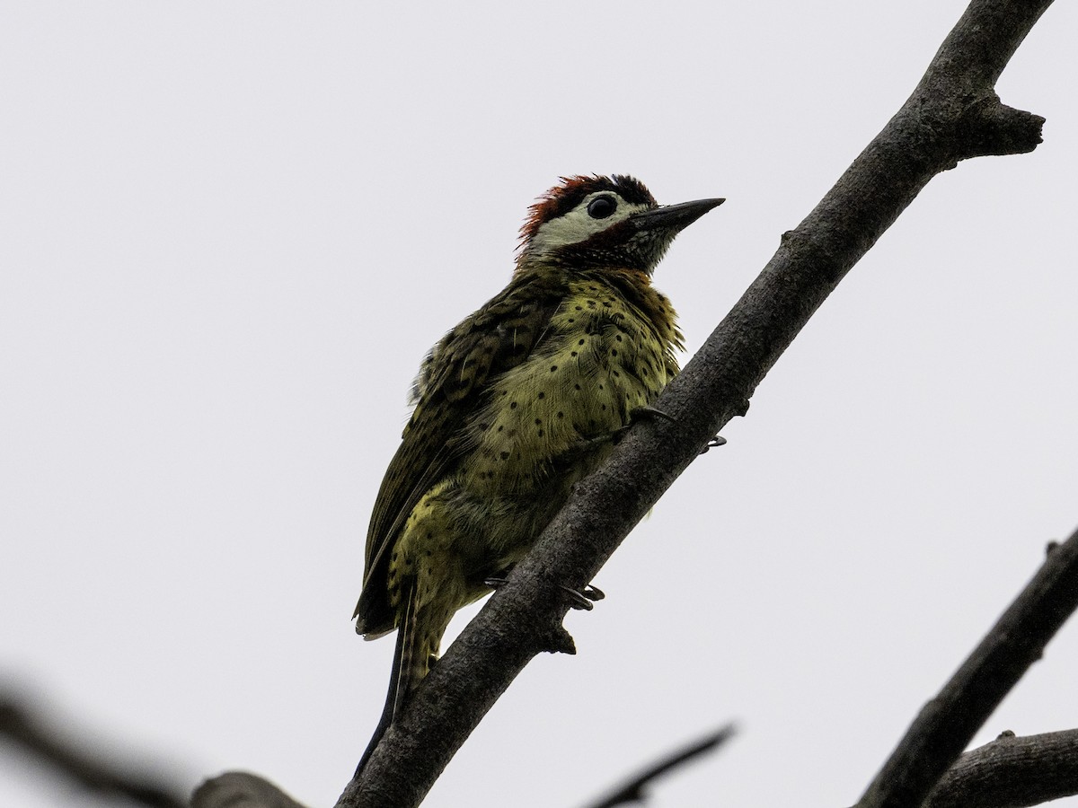Spot-breasted Woodpecker - ML642886908