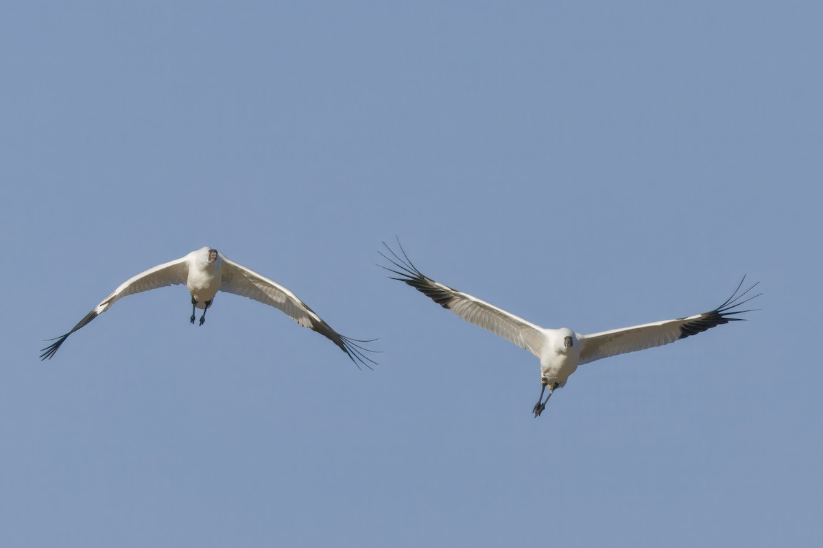 Whooping Crane - ML642886910