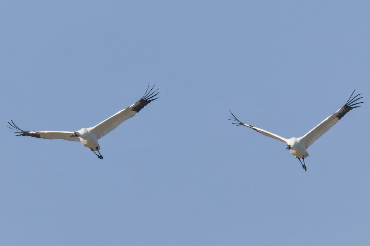 Whooping Crane - ML642886911
