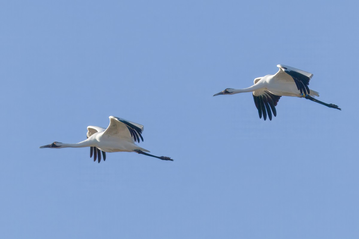 Whooping Crane - ML642886912