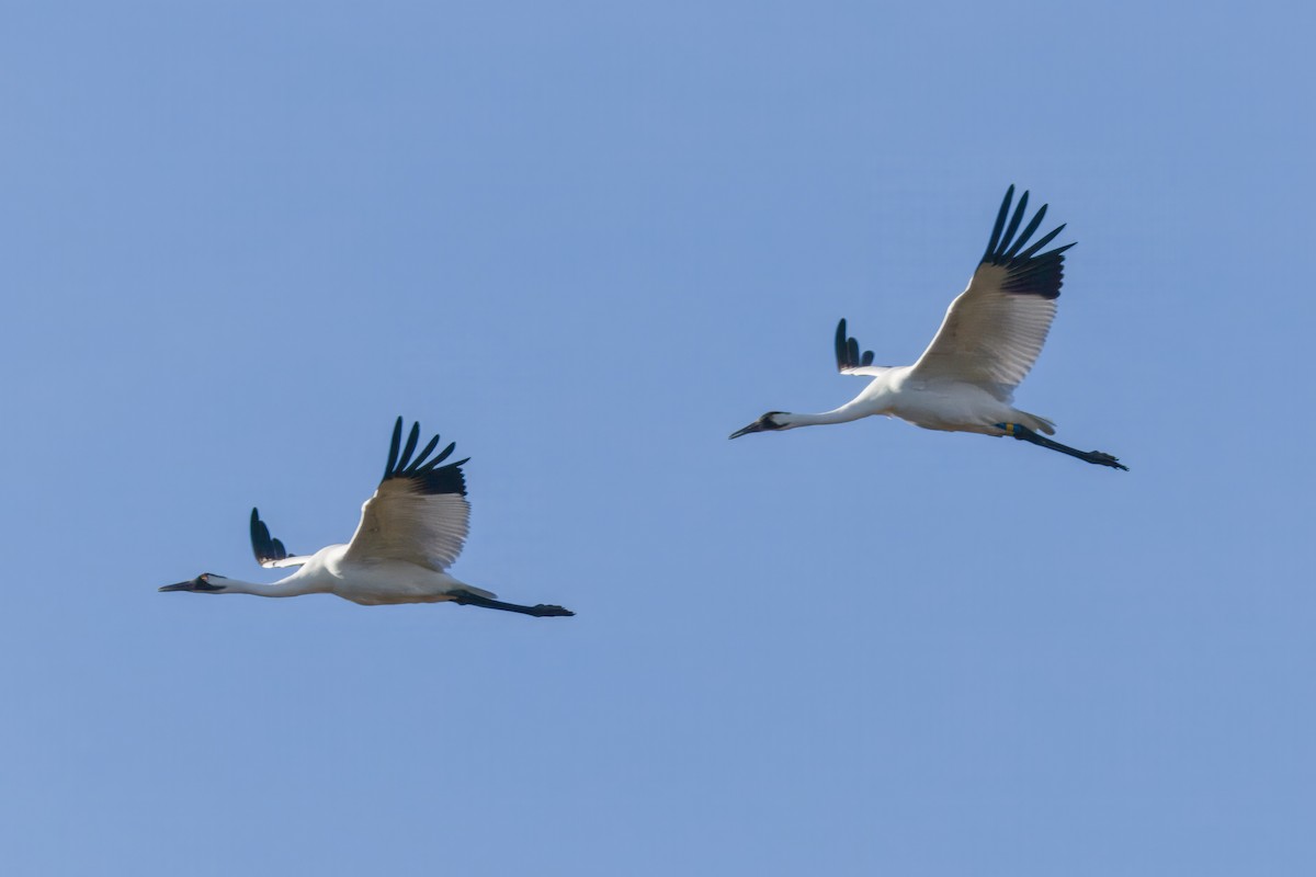 Whooping Crane - ML642886913