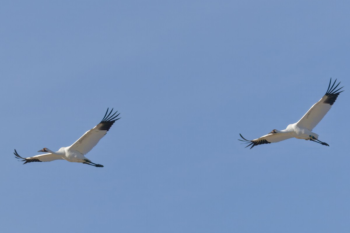 Whooping Crane - ML642886916