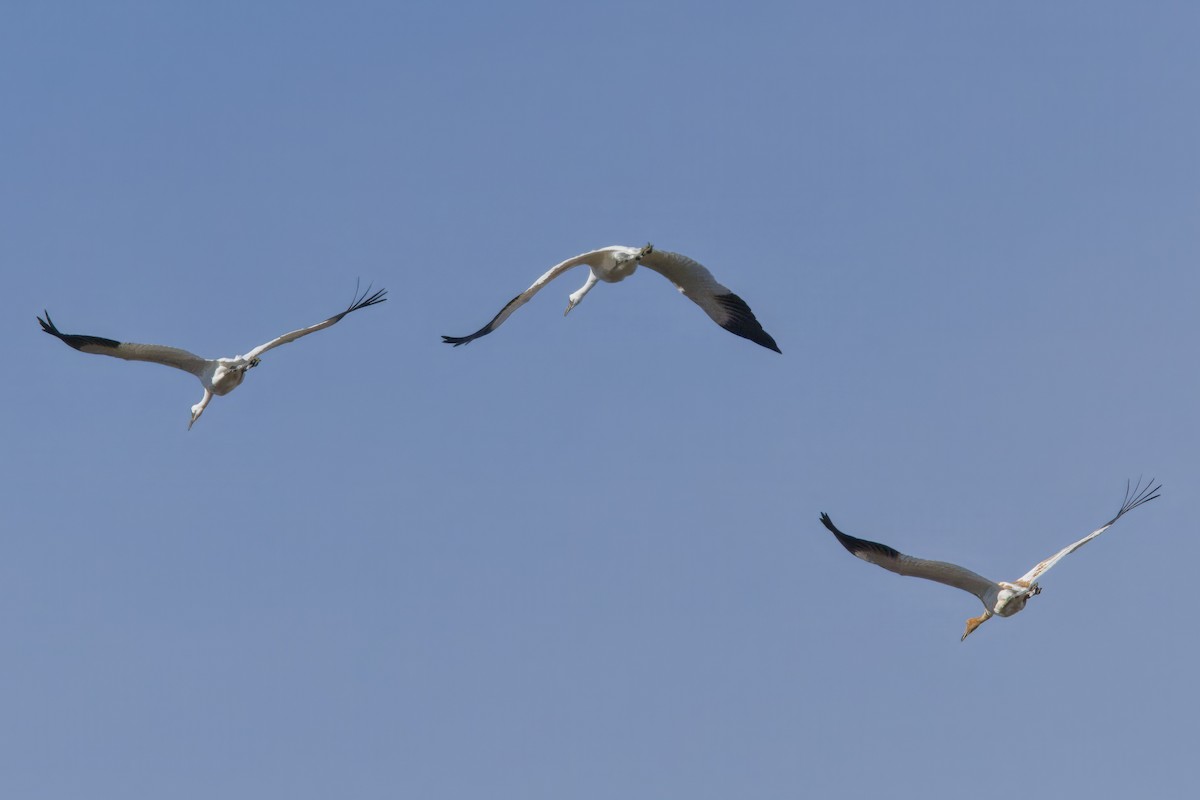 Whooping Crane - ML642886918