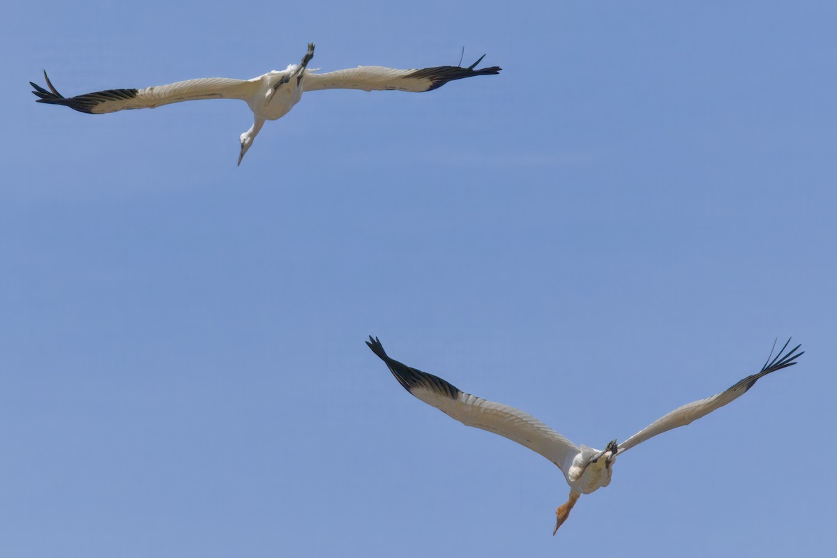 Whooping Crane - ML642886919