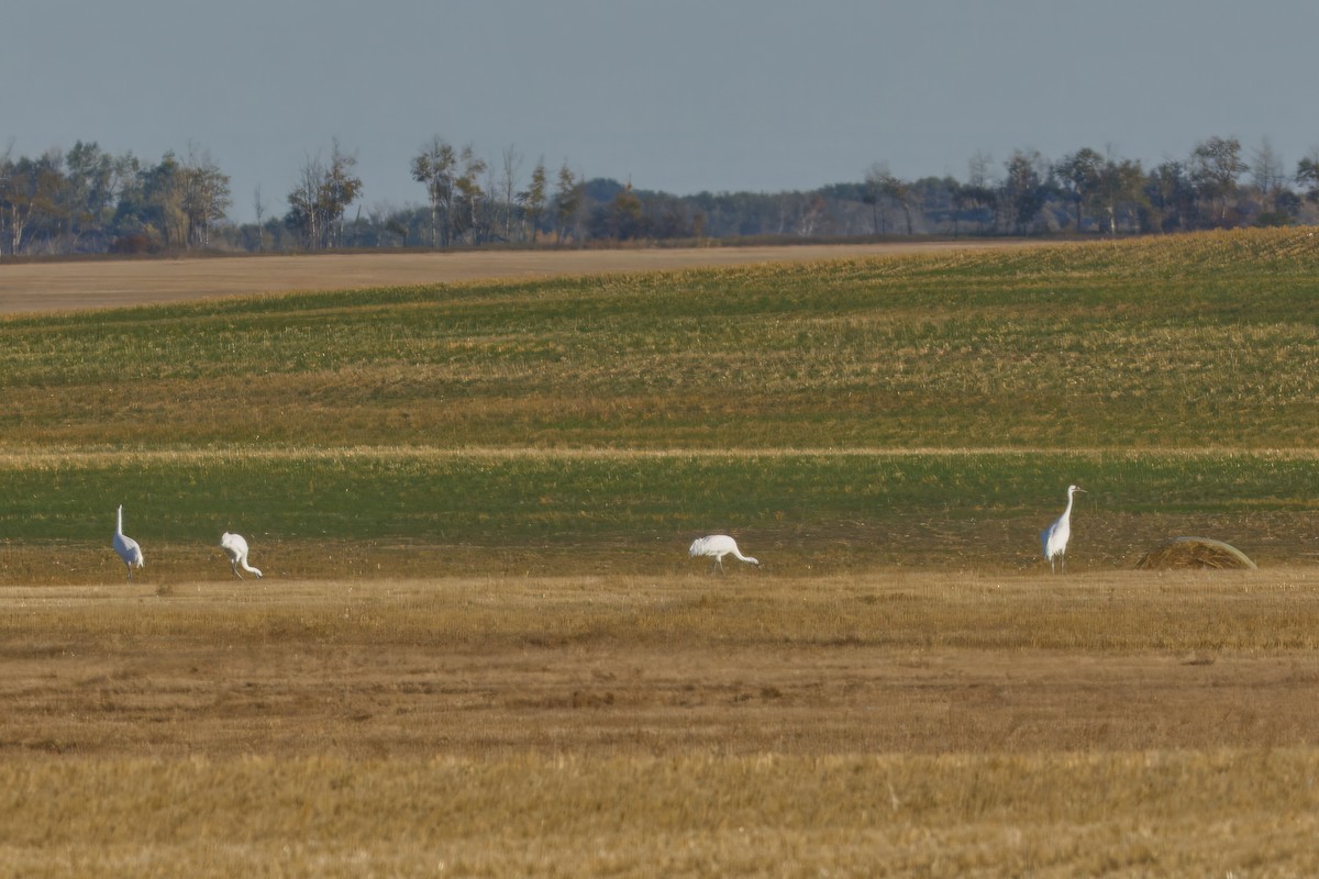 Whooping Crane - ML642886921