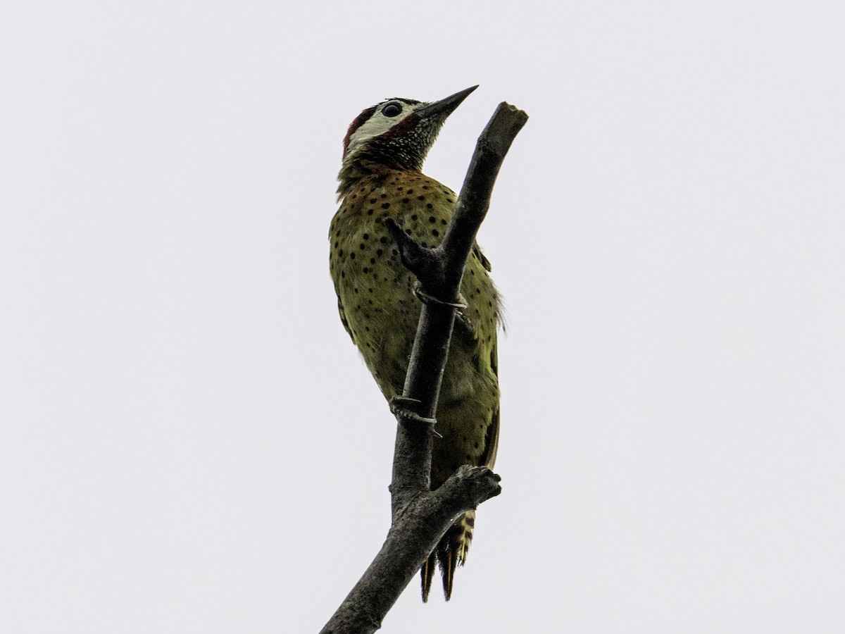 Spot-breasted Woodpecker - ML642886928
