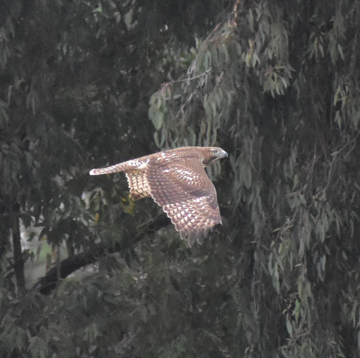 Red-tailed Hawk - ML642886929