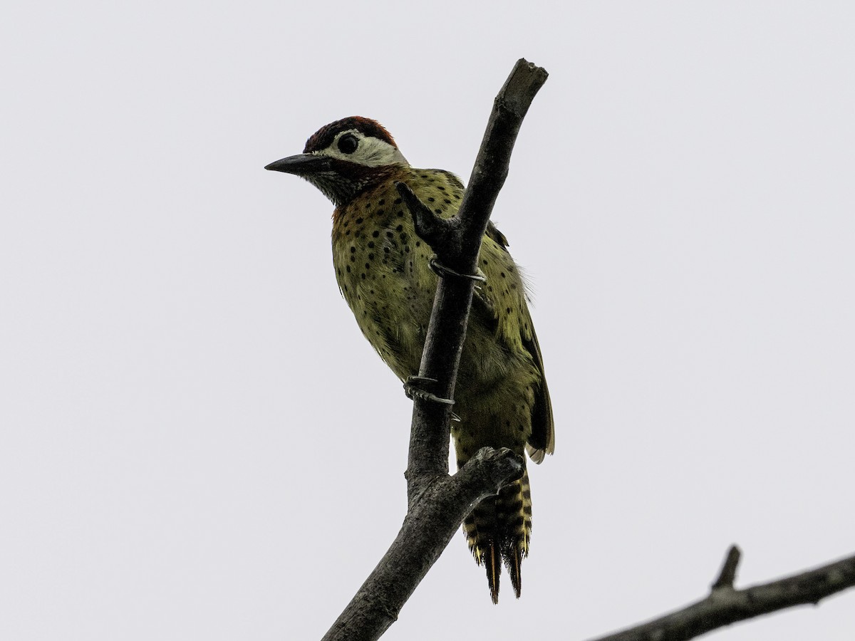 Spot-breasted Woodpecker - ML642886930