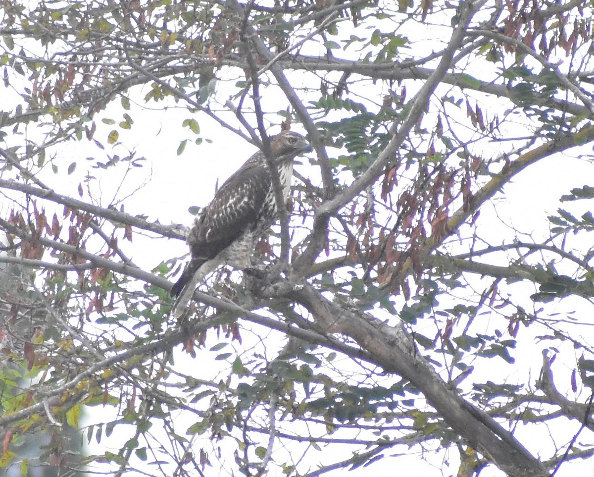 Red-tailed Hawk - ML642886935