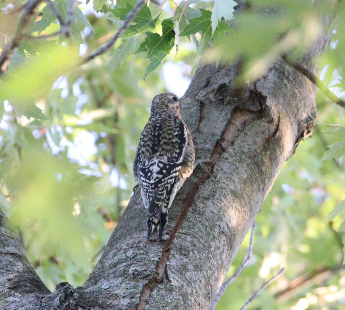 woodpecker sp. - ML642886944
