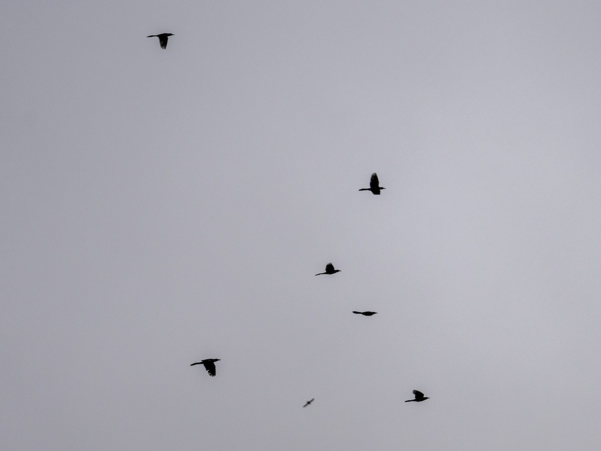Giant Cowbird - ML642886945