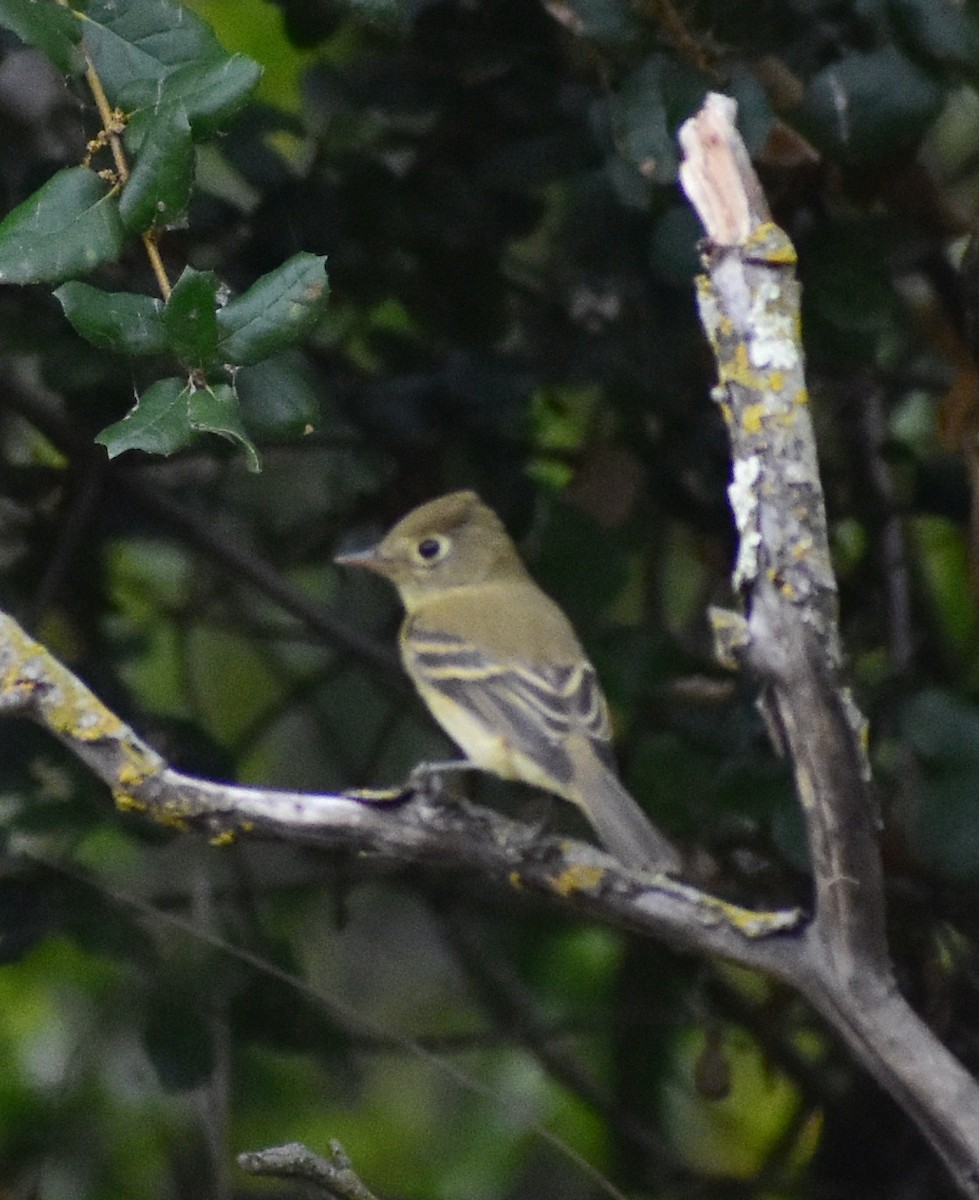 Western Flycatcher - ML642886963