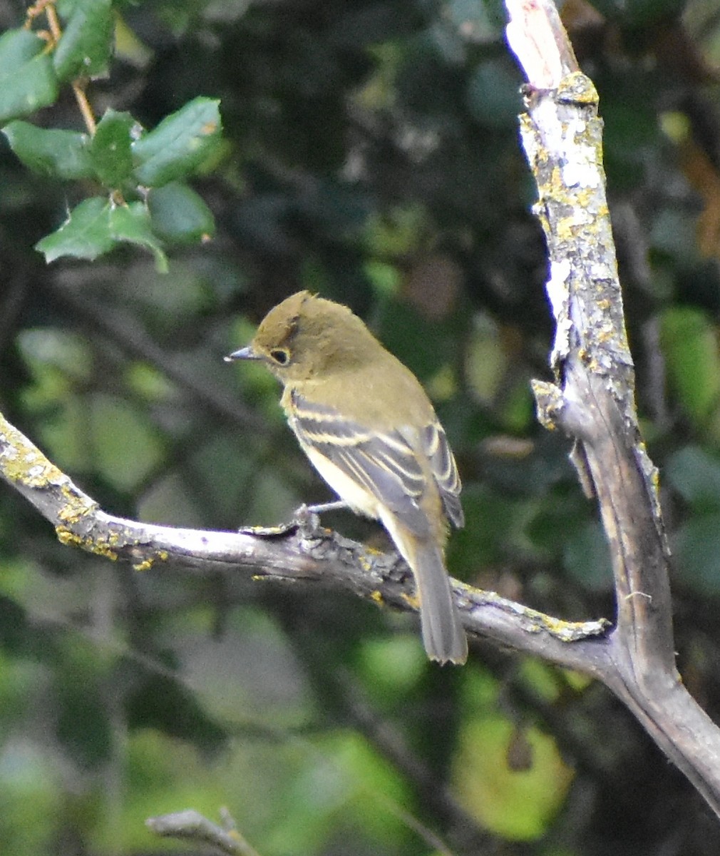 Western Flycatcher - ML642886972