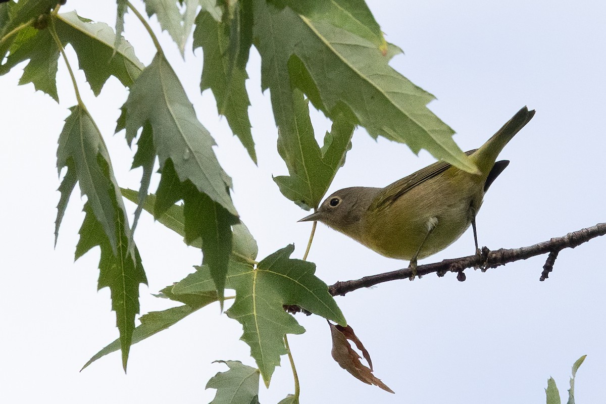 Nashville Warbler - ML642886995
