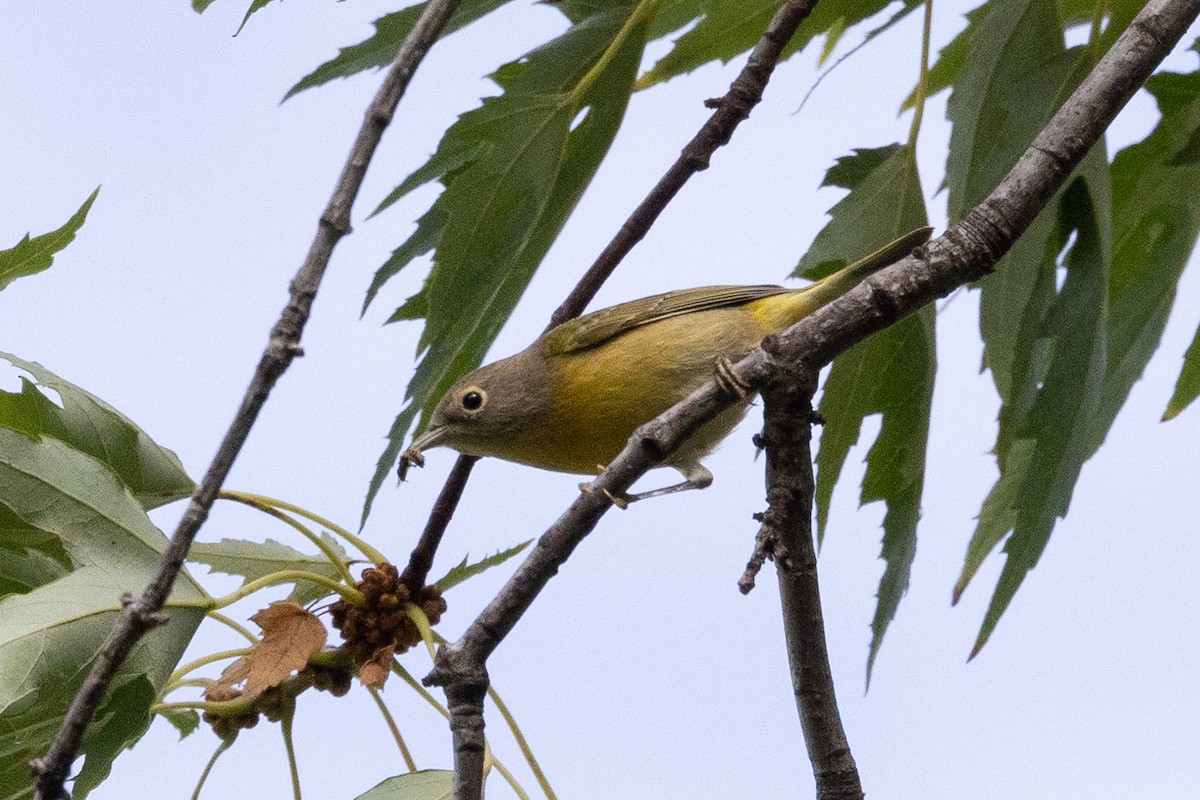 Nashville Warbler - ML642886996