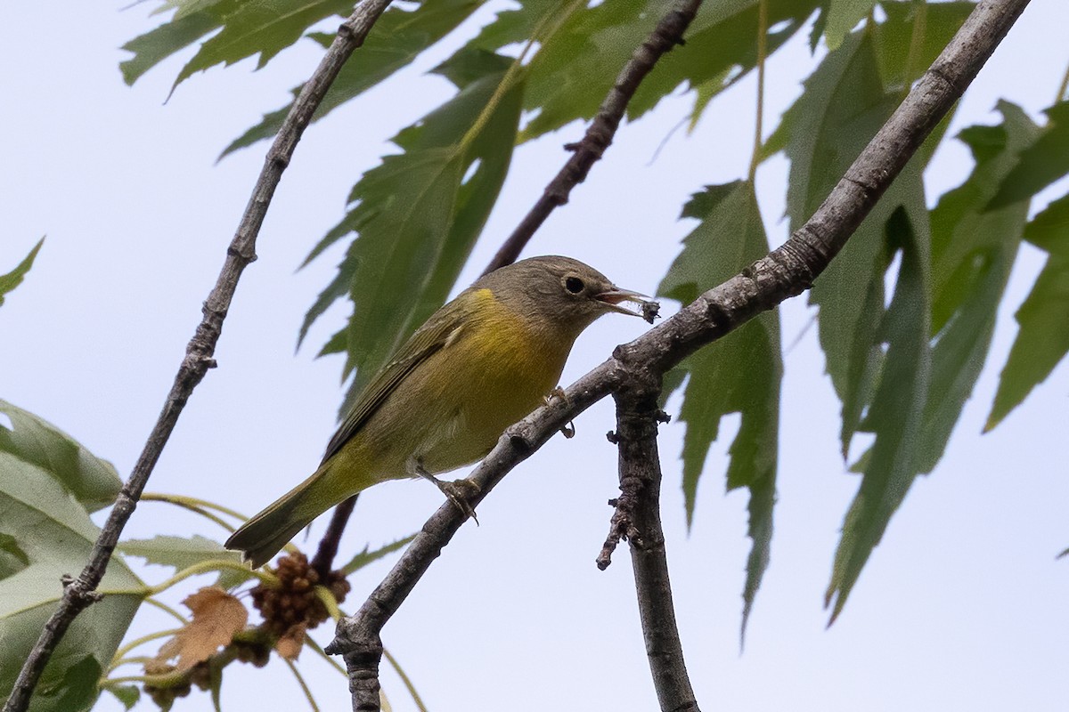 Nashville Warbler - ML642886997