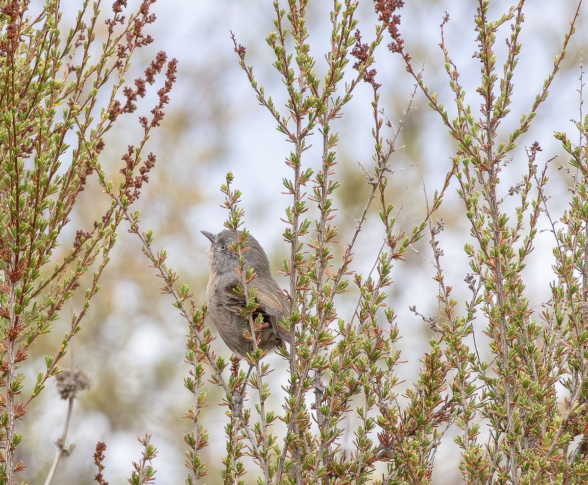Wrentit - ML642887001