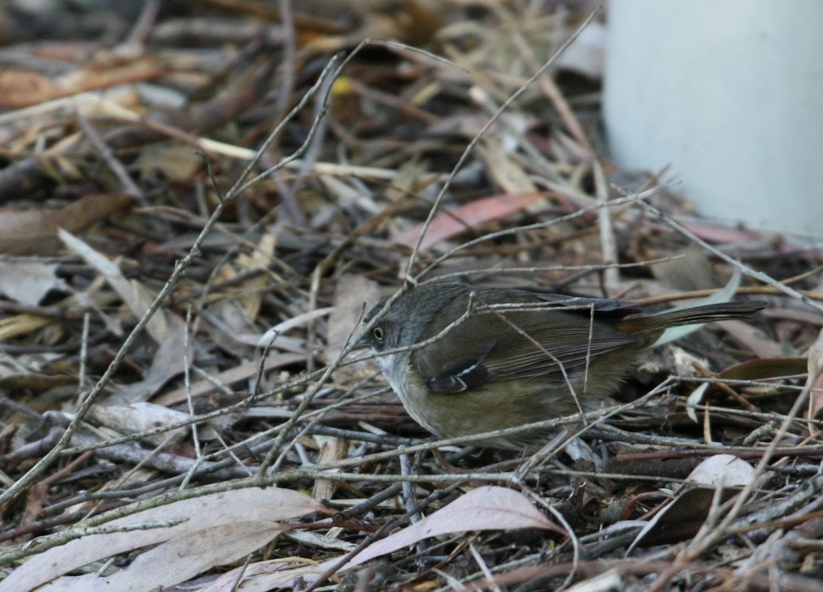 White-browed Scrubwren - ML642887020