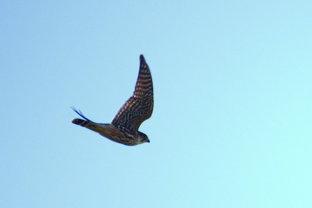 灰背隼 - ML642887031