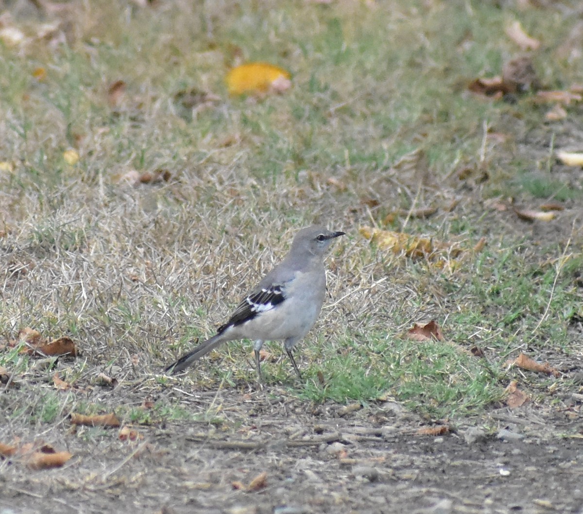 Northern Mockingbird - ML642887035