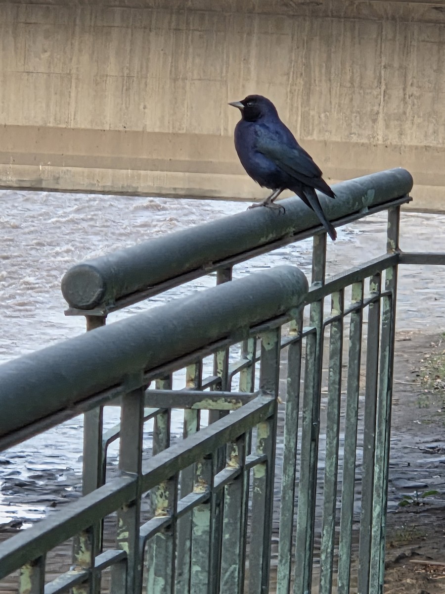 Shiny Cowbird - ML642887036