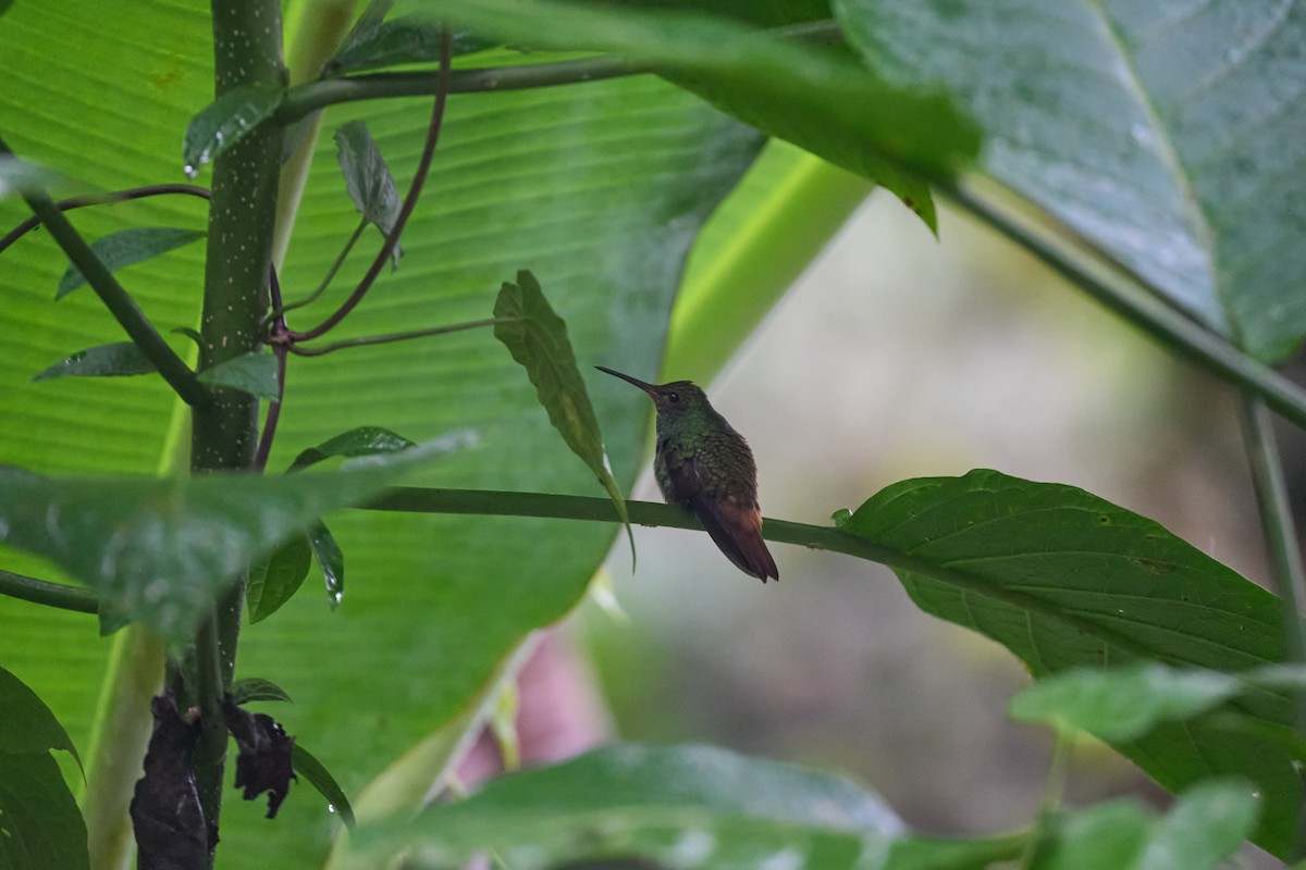 Rufous-tailed Hummingbird - ML642887037