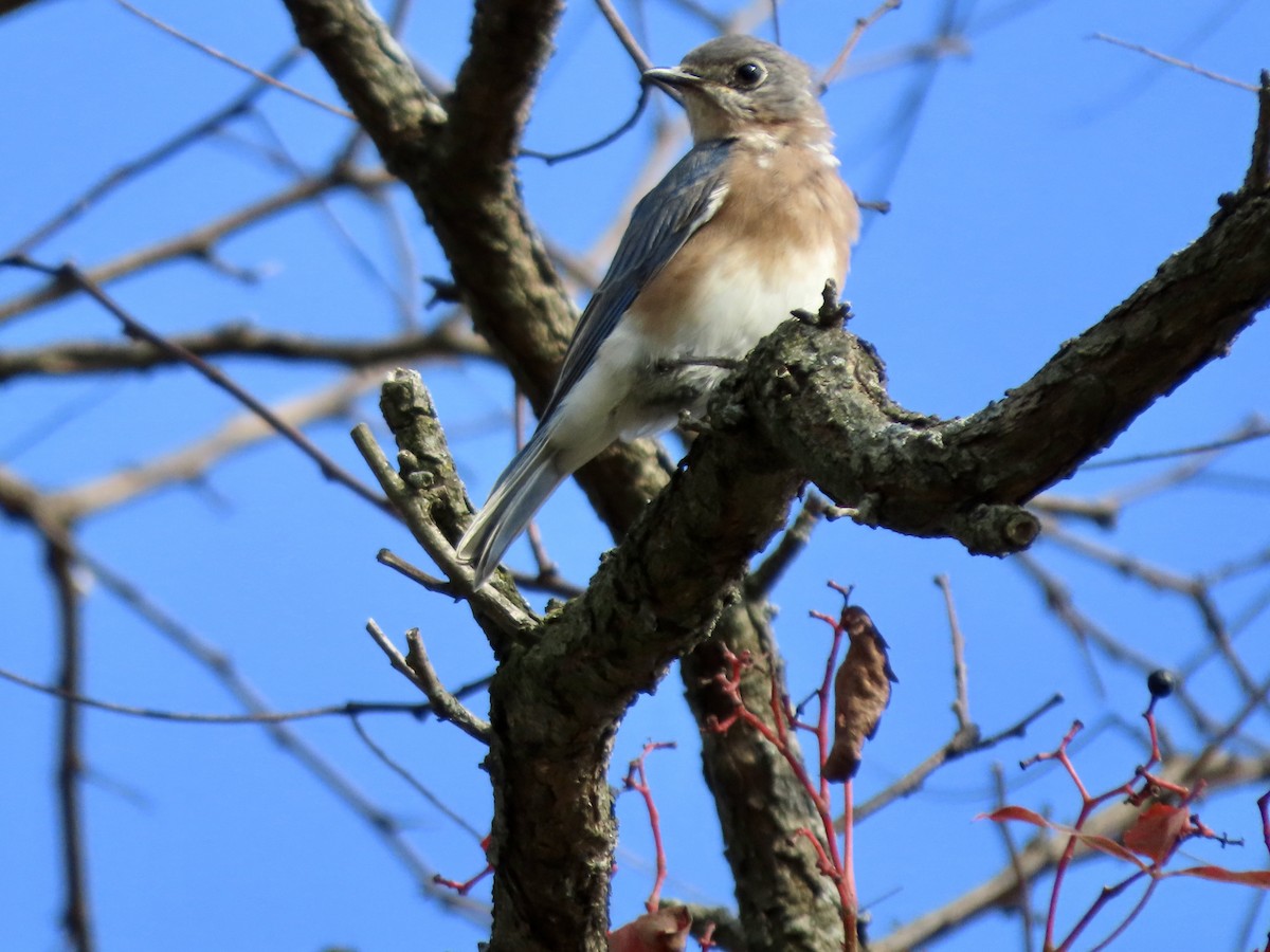 Eastern Bluebird - ML642887038