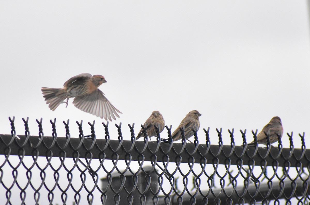 House Finch - ML642887039