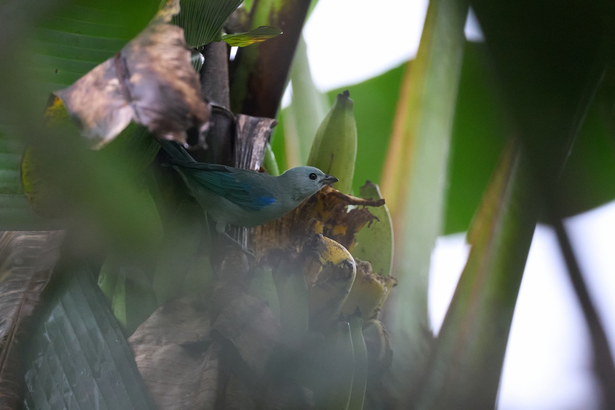 Blue-gray Tanager - ML642887045