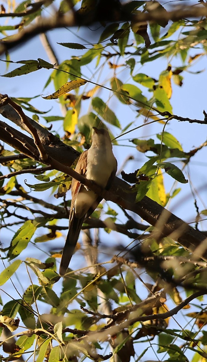 Yellow-billed Cuckoo - ML642887046
