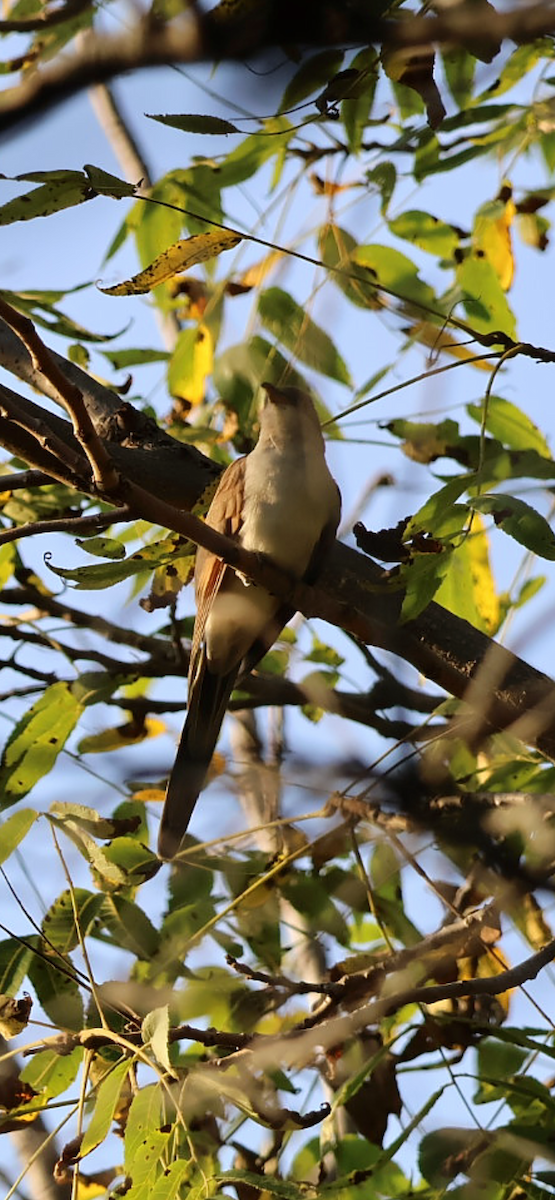 Yellow-billed Cuckoo - ML642887047