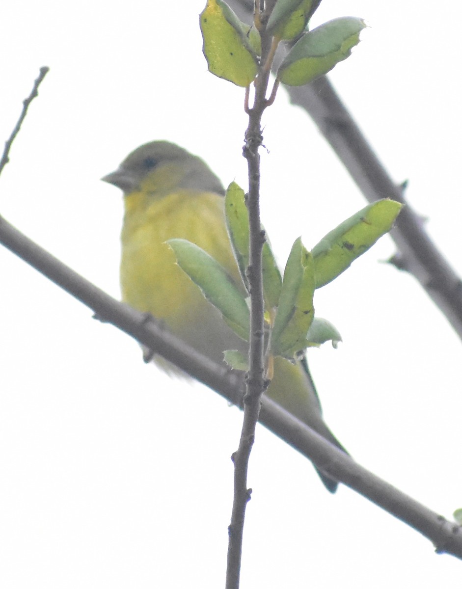 Lesser Goldfinch - ML642887052